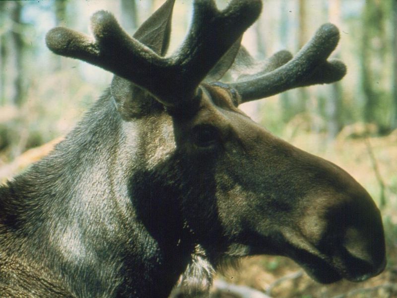 The Case of the Missing Moose