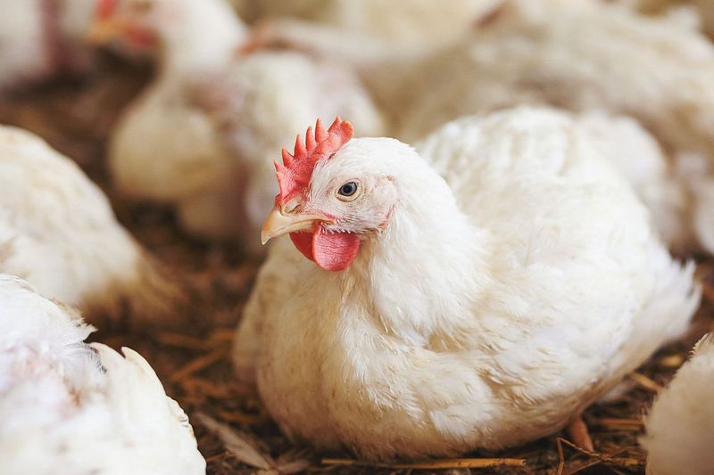 The Chicken of Tomorrow: Revolutionizing Poultry Farming