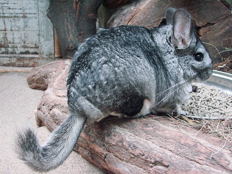 The Chinchilla's Tail