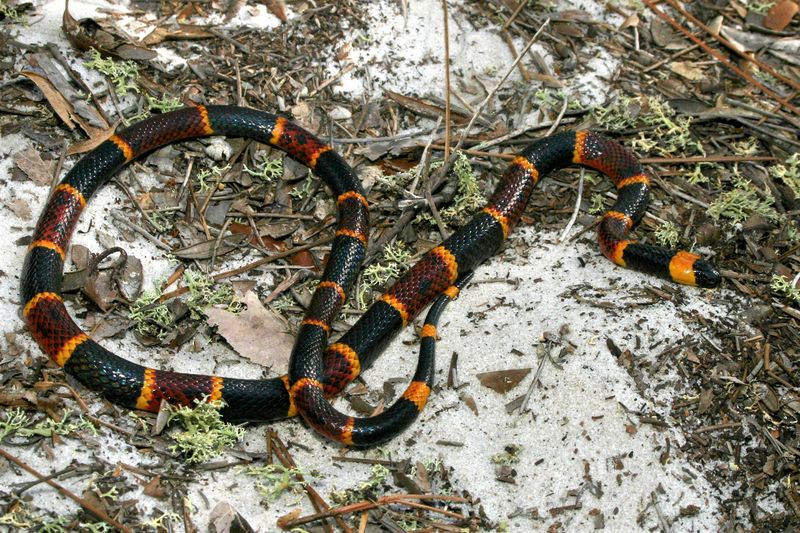 The Closest Cousin to the Cobra in Florida: The Harlequin Coral Snake