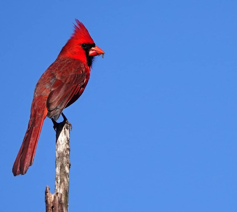 The Colors of Cardinals: Why Their Bright Plumage Matters