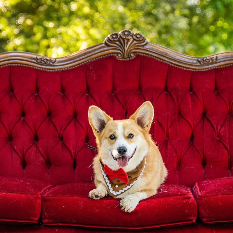 The Corgi's Royal Heritage