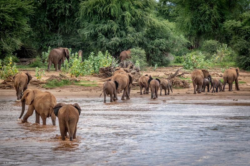 The Critical Role Of Elephants In Ecosystem Balance