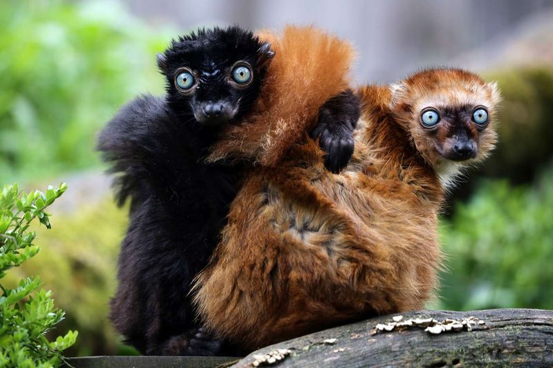 The Cultural Significance of Lemurs