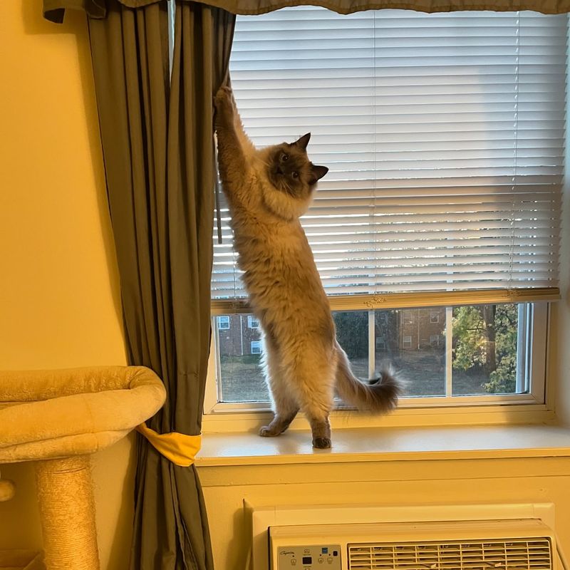 The Curtain Climber