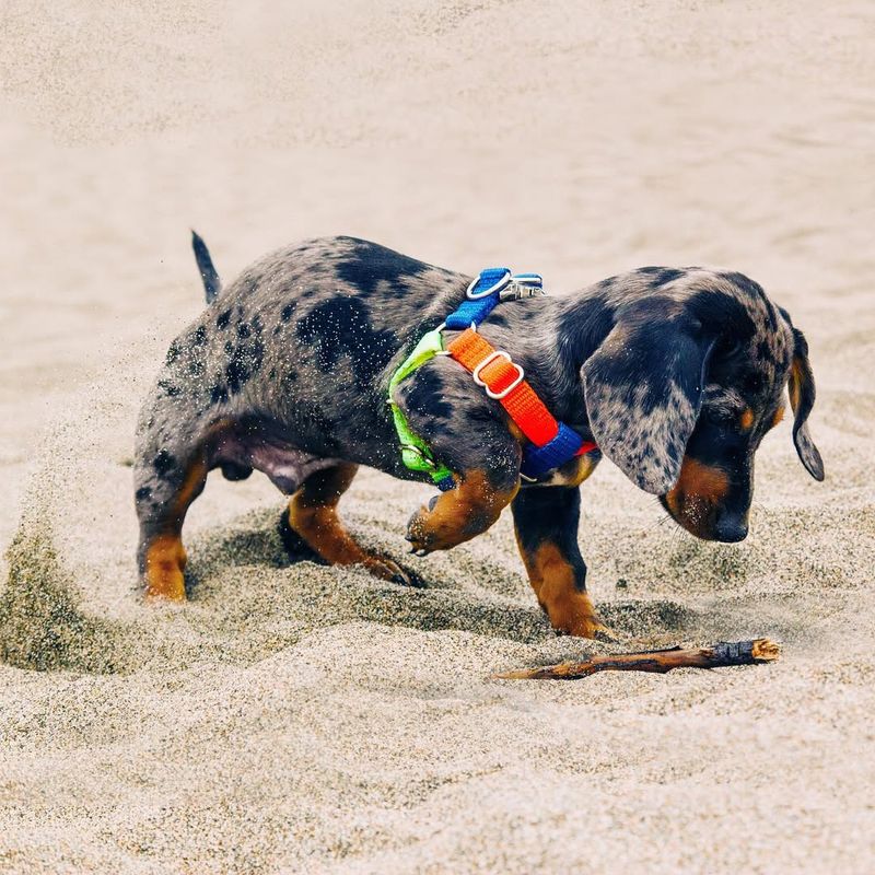 The Dachshund's Digging Desire