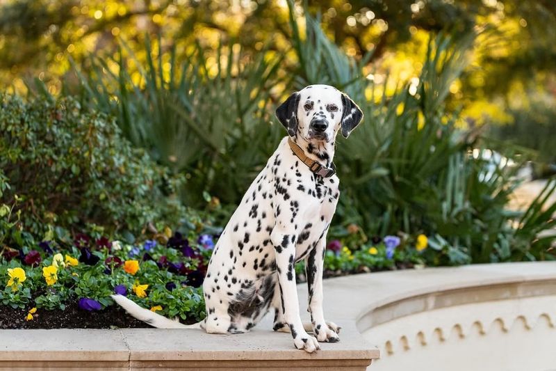 The Dalmatian's Unique Spots