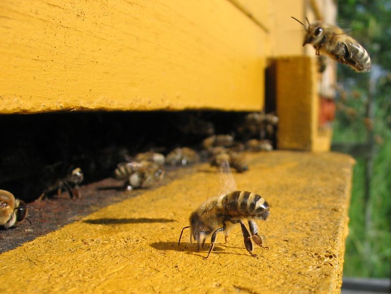 The Disappearing Honeybee