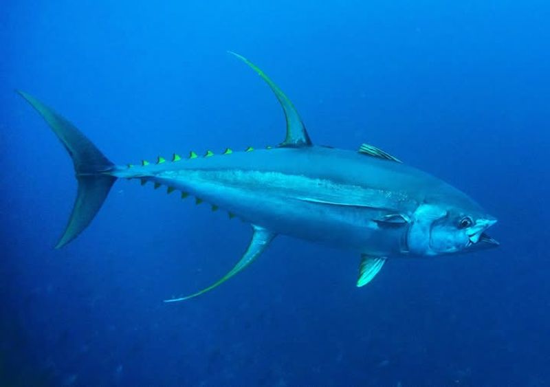 Dietary Habits Of Yellowfin Tuna