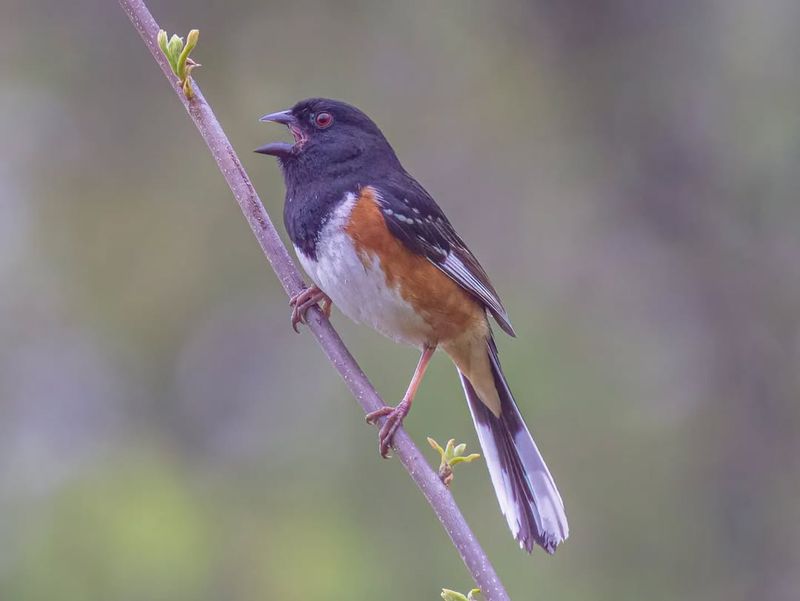 The Distinctive Sounds Of An Eastern Towhee’s Song