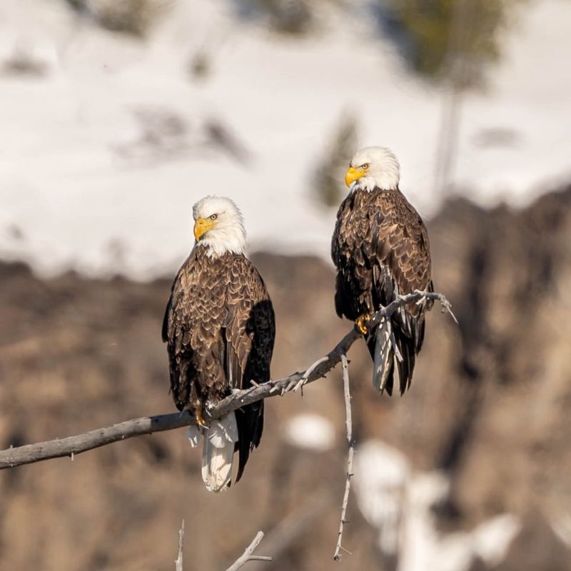 The Economic Impact of Bald Eagles