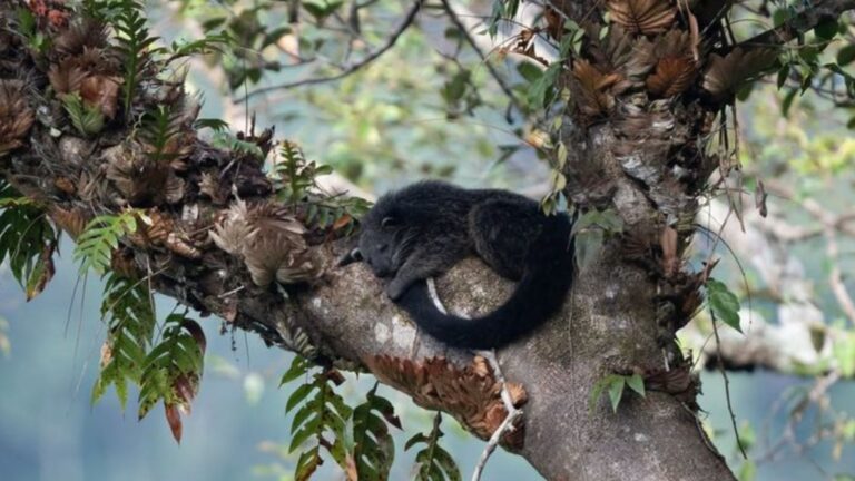 The Endangered Binturong And Its Uncertain Future