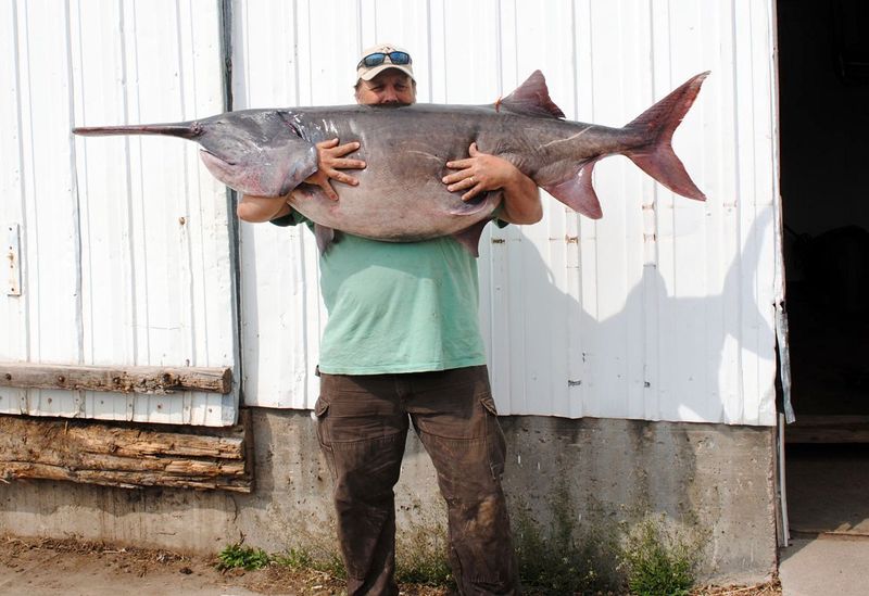 The Enigmatic Paddlefish Pursuit