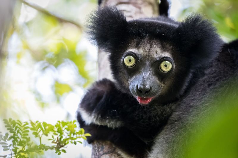 The Famous Indri Call