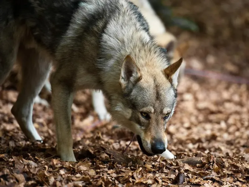 The First Domesticated Dogs