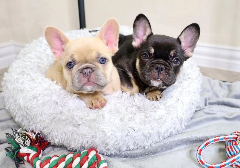 The French Bulldog's Comical Charms