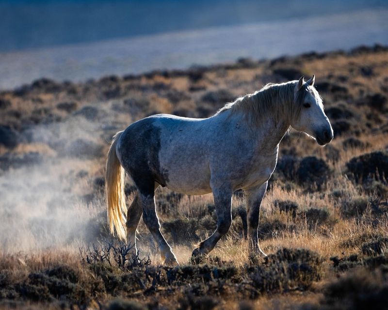 The Future of the Mustang