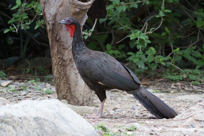 The Future of the White-Winged Guan