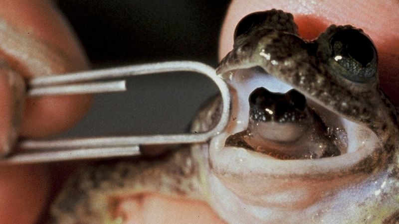 The Gastric-Brooding Frog's Extinct Mystery