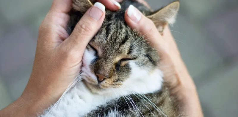 The Gentle Grooming