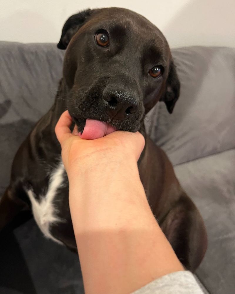 The Gentle Lick