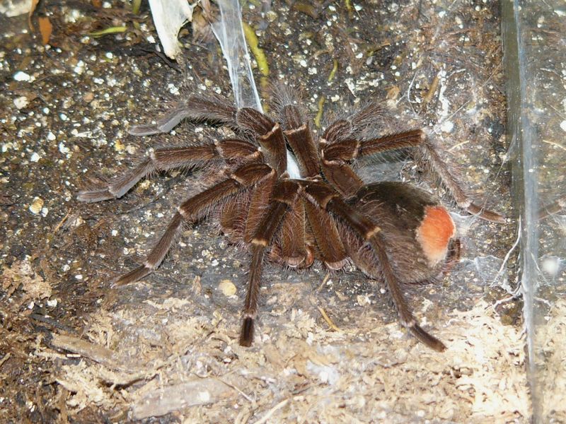 The Giant Texas Brown Tarantula