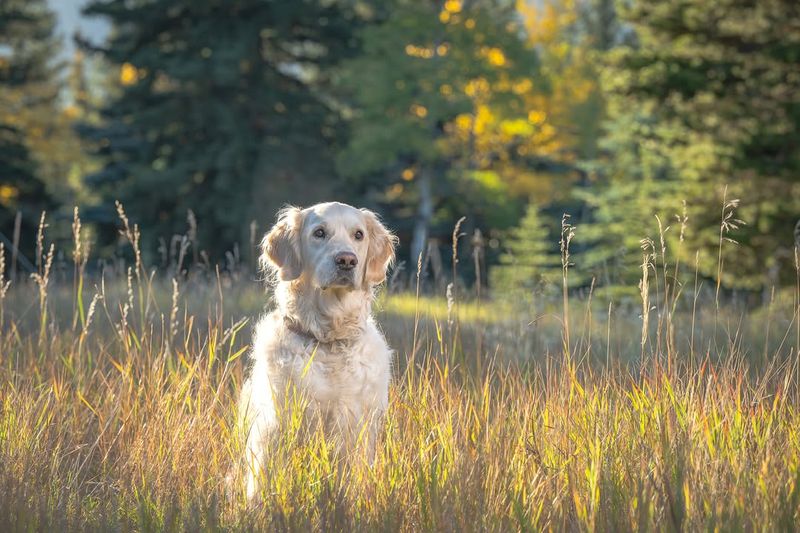 The Golden Retriever's Heart of Gold