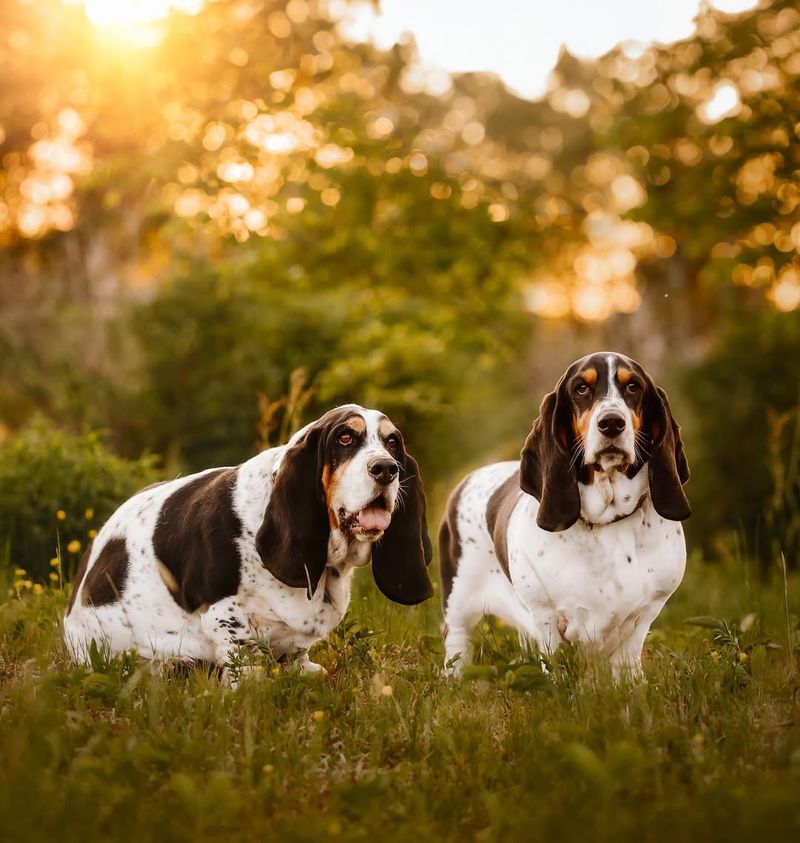 The History of Basset Hounds