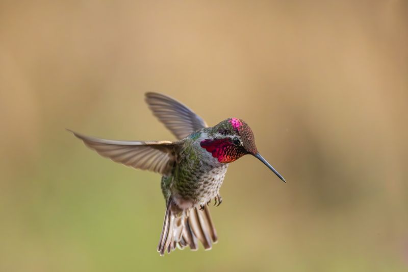 The Hummingbird's Hum