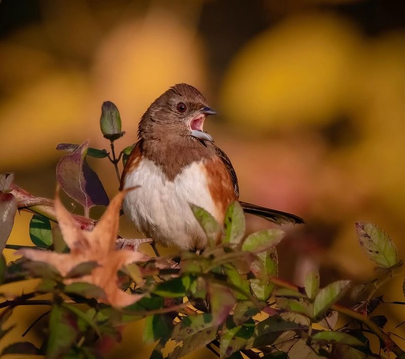 The Importance Of Habitat For Eastern Towhee Survival