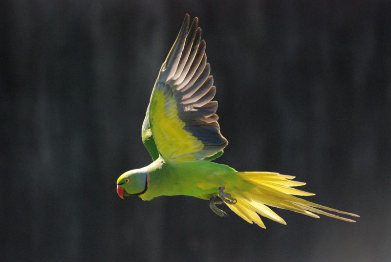 The Inspiring Tale of the Echo Parakeet