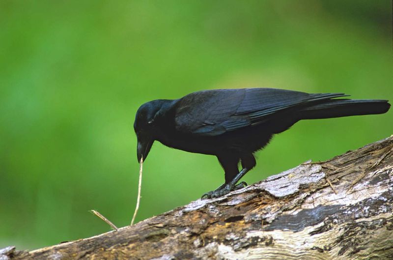 The Intelligence of Crows