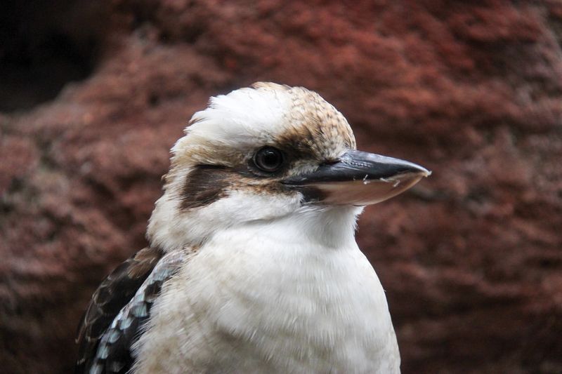 The Kookaburra's Laughter