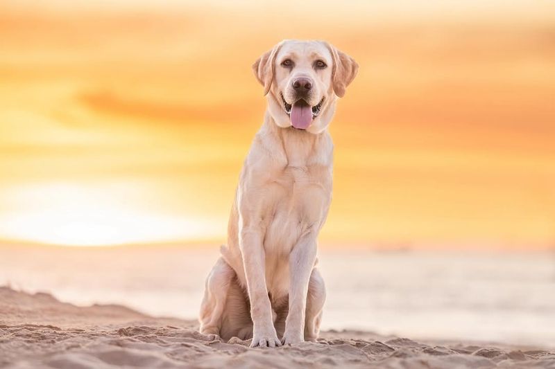 The Labrador Retriever's Friendly Fetch