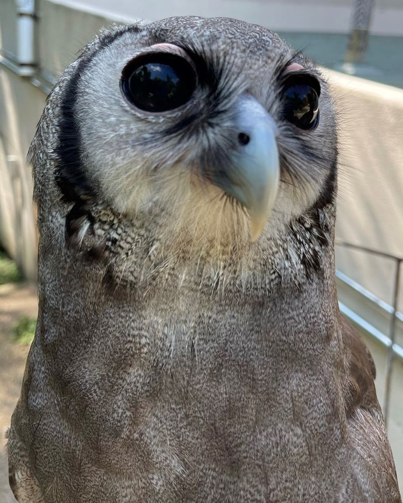 The Largest Owl in Africa