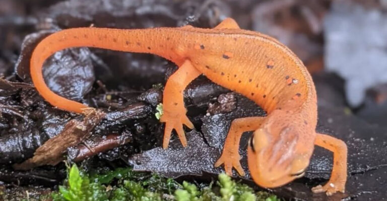 The Largest Salamander Species Ever Found In Every Single U.S. State