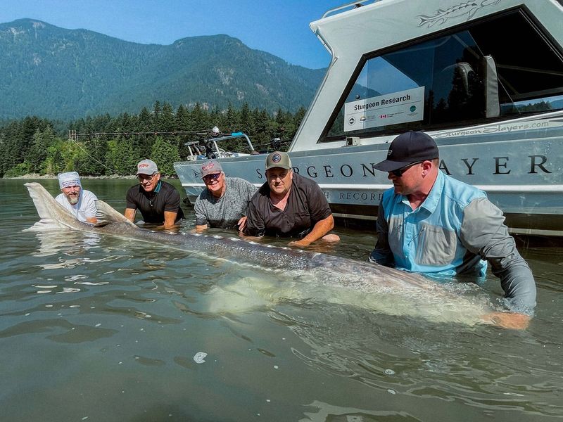 The Legendary White Sturgeon