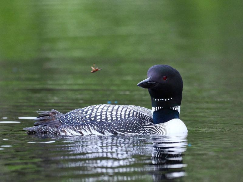 The Loon's Lament