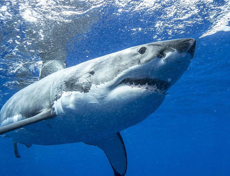 The Magnitude of the Atlantic’s Largest Great White