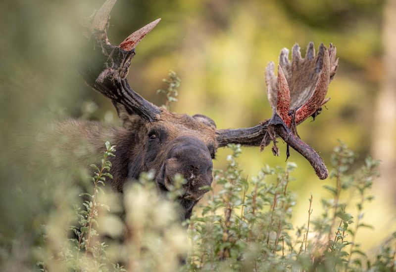 The Majestic Antlers