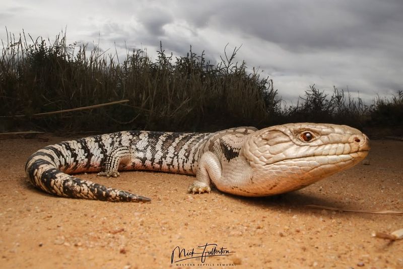 The Majestic Blue-Tongued Skink