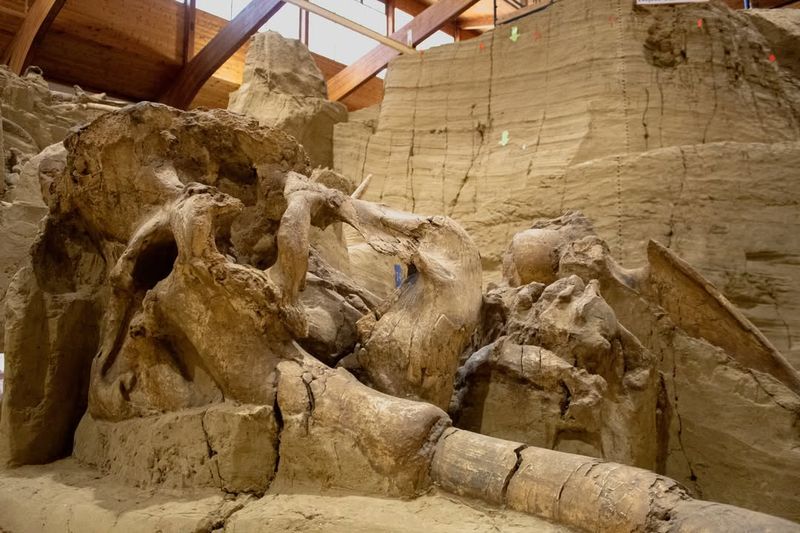 The Mammoth Site, South Dakota