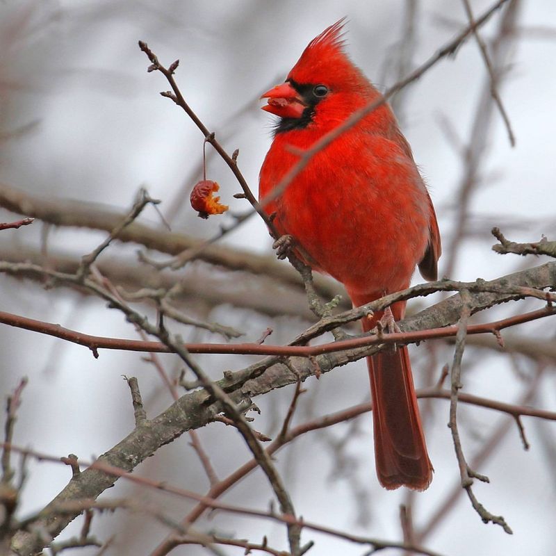 The Meaning Behind Cardinal Superstitions and Folklore