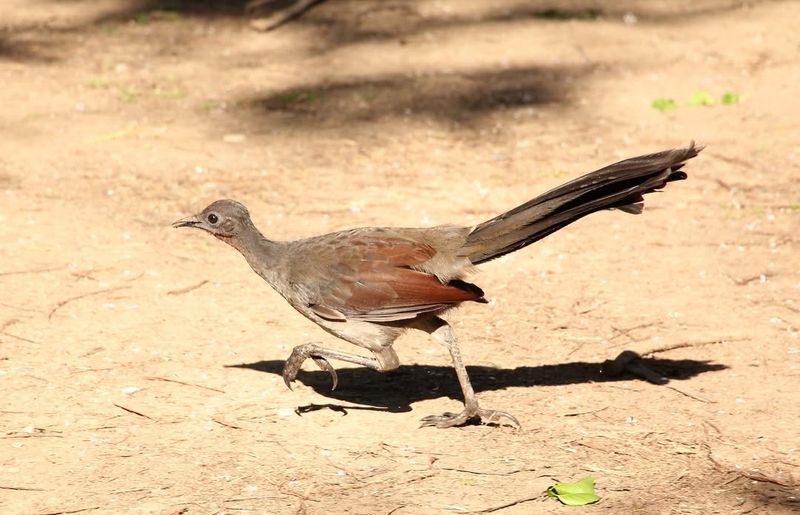 The Mimic Masters: Lyrebirds