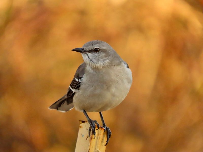 The Mockingbird's Medley