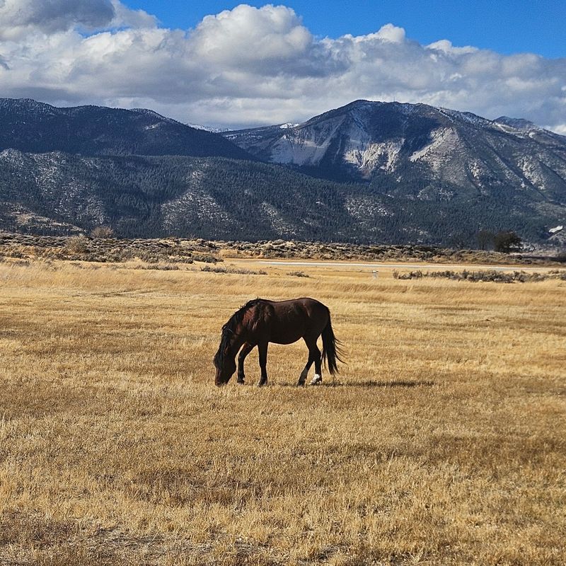 The Mustang's Role in Ecosystems