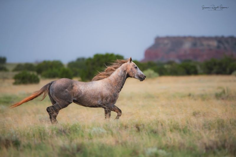 The Mustang's Incredible Endurance