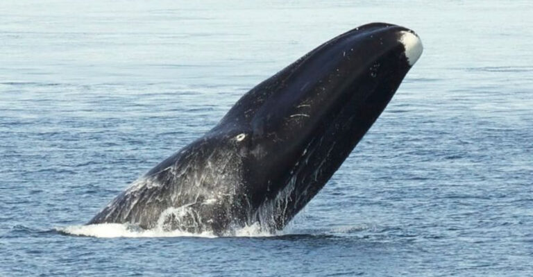 The Mysterious Case Of Animals That Live Forever (Or Seem To!)