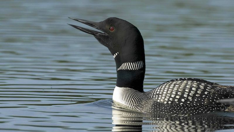 The Mysterious Loon Calls