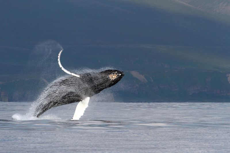 The Mysterious Songs of Whales